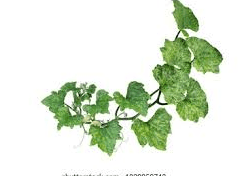The Fluted Pumpkin Tendrils: Economic Importance, Uses, and By-Products The Fluted Pumpkin Tendrils: Economic Importance, Uses, and By-Products