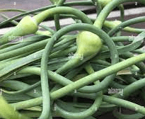 The Garlic Peduncle: Economic Importance, Uses, and By-Products The Garlic Peduncle: Economic Importance, Uses, and By-Products