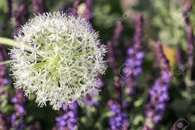 The Garlic Inflorescence: Economic Importance, Uses, and By-Products