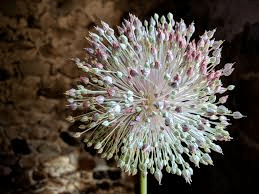 The Garlic Inflorescence: Economic Importance, Uses, and By-Products The Garlic Inflorescence: Economic Importance, Uses, and By-Products
