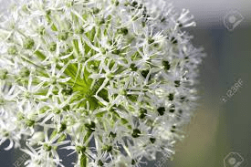 The Garlic Inflorescence: Economic Importance, Uses, and By-Products The Garlic Inflorescence: Economic Importance, Uses, and By-Products