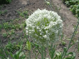 The Garlic Inflorescence: Economic Importance, Uses, and By-Products The Garlic Inflorescence: Economic Importance, Uses, and By-Products