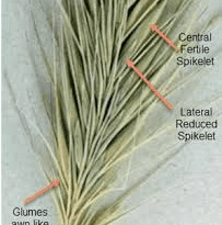The Barley Spikelets: Economic Importance, Uses, and By-Products