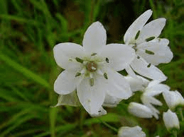 The Garlic Petals: Economic Importance, Uses, and By-Products The Garlic Petals: Economic Importance, Uses, and By-Products