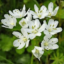 The Garlic Petals: Economic Importance, Uses, and By-Products The Garlic Petals: Economic Importance, Uses, and By-Products