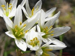 The Garlic Petals: Economic Importance, Uses, and By-Products The Garlic Petals: Economic Importance, Uses, and By-Products