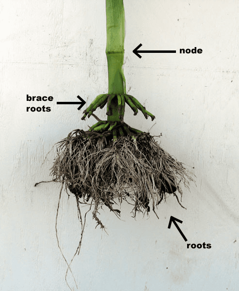 The Maize/Corn Nodes: Economic Importance, Uses, and By-Products