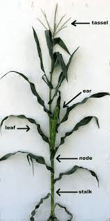 The Maize/Corn Nodes: Economic Importance, Uses, and By-Products