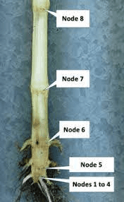 The Maize/Corn Nodes: Economic Importance, Uses, and By-Products