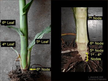 The Maize/Corn Nodes: Economic Importance, Uses, and By-Products