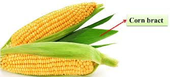 The Maize/Corn Bracts: Economic Importance, Uses, and By-Products