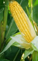 The Maize/Corn Ear: Economic Importance, Uses, and By-Products