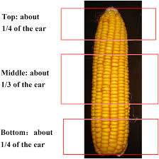 The Maize/Corn Ear: Economic Importance, Uses, and By-Products The Maize/Corn Ear: Economic Importance, Uses, and By-Products