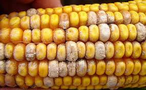 The Maize/Corn Ear: Economic Importance, Uses, and By-Products The Maize/Corn Ear: Economic Importance, Uses, and By-Products