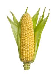The Maize/Corn Ear: Economic Importance, Uses, and By-Products The Maize/Corn Ear: Economic Importance, Uses, and By-Products