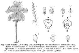 The Coconut Ovary: Economic Importance, Uses, and By-Products