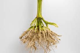 The Maize/Corn Roots: Economic Importance, Uses, and By-Products