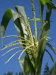 The Maize/Corn Inflorescence: Economic Importance, Uses, and By-Products