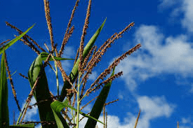 The Maize/Corn Inflorescence: Economic Importance, Uses, and By-Products