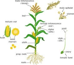 The Maize/Corn Ovary: Economic Importance, Uses, and By-Products
