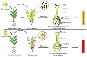 The Maize/Corn Ovary: Economic Importance, Uses, and By-Products The Maize/Corn Ovary: Economic Importance, Uses, and By-Products