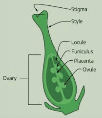 The Maize/Corn Ovary: Economic Importance, Uses, and By-Products The Maize/Corn Ovary: Economic Importance, Uses, and By-Products