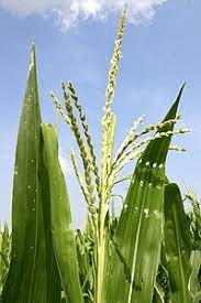 The Maize/Corn Stigma: Economic Importance, Uses, and By-Products