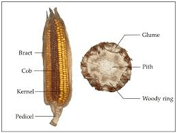 The Maize/Corn Pedicels: Economic Importance, Uses, and By-Products