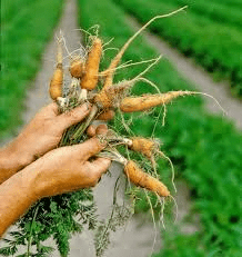 The Carrot Taproots: Economic Importance, Uses, and By-Products