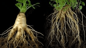 The Carrot Taproots: Economic Importance, Uses, and By-Products