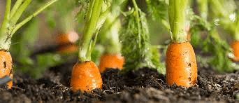 The Carrot Crown: Economic Importance, Uses, and By-Products