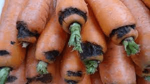 The Carrot Crown: Economic Importance, Uses, and By-Products