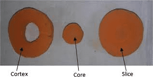 The Carrot Core: Economic Importance, Uses, and By-Products