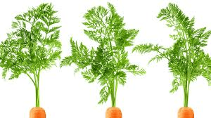 The Carrot Leaves: Economic Importance, Uses, and By-Products