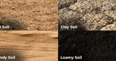 Complete Guide to the Best Lawn Soils (Sandy Soil, Clay Soil, Loam Soil, Silt Soil)
