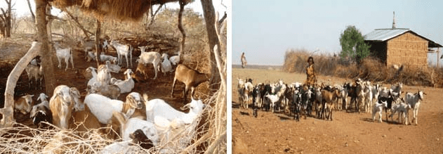 Feeding and Breeding Management of Sheep and Goats
