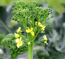 The Broccoli Florets: Economic Importance, Uses, and By-Products