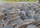 Factors to Consider Before Starting a Fish Farming Business