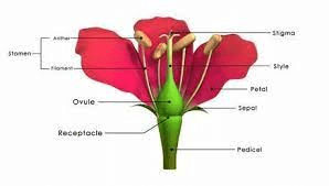 The Rubber Ovary: Economic Importance, Uses, and By-Products The Rubber Ovary: Economic Importance, Uses, and By-Products