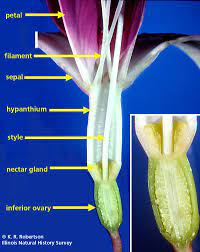 The Rubber Ovary: Economic Importance, Uses, and By-Products The Rubber Ovary: Economic Importance, Uses, and By-Products