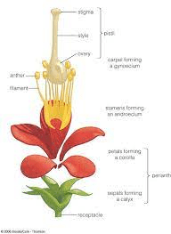 The Rubber Ovary: Economic Importance, Uses, and By-Products The Rubber Ovary: Economic Importance, Uses, and By-Products