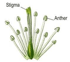 The Rubber Stigmas: Economic Importance, Uses, and By-Products