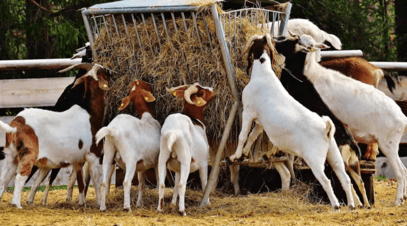 Advantages of Small Ruminants Over Other Ruminants in the Supply of Meat