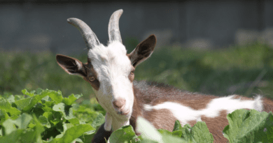 Different Breeds of Goats and their Importance