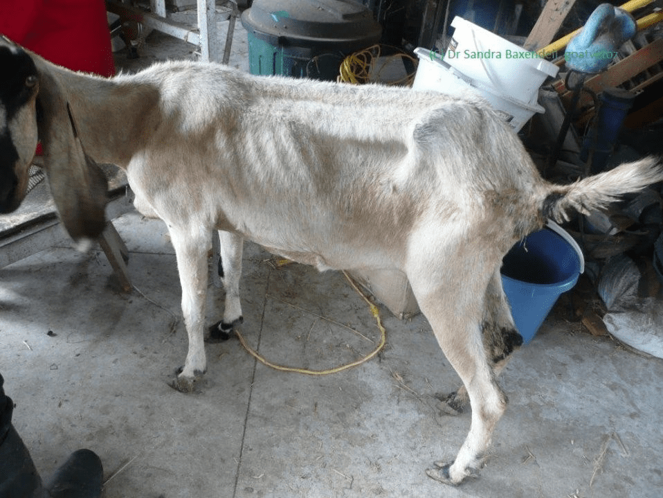 Diseases and Parasites of Sheep and Goats