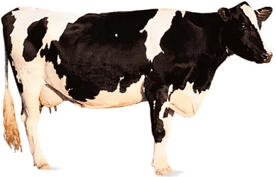 Importance and Classification of Cattle