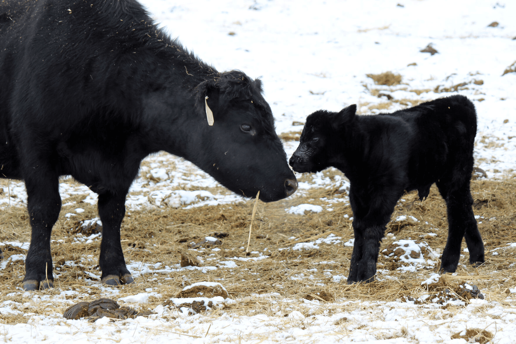 Complete Guide on Proper Management of Beef Cattle