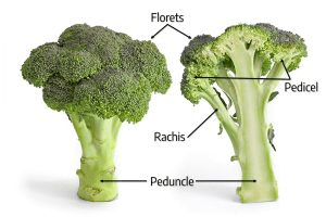 The Cauliflower Pedicels: Economic Importance, Uses, and By-Products
