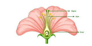 The Cauliflower Ovary: Economic Importance, Uses, and By-Products