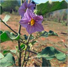 The Garden Egg Inflorescence: Economic Importance, Uses, and By-Products